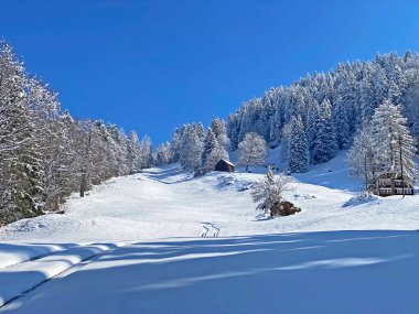 Obertoggenburg Alp Vadisi ve İsviçre Alpleri - Nesslau, İsviçre / Schweiz - üzerinde bahar kar yağışı sonrasında tipik bir kış atmosferindeki alp ağaçlarının resimli tepe örtüleri