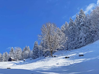 Obertoggenburg Alp Vadisi ve İsviçre Alpleri - Nesslau, İsviçre / Schweiz - üzerinde bahar kar yağışı sonrasında tipik bir kış atmosferindeki alp ağaçlarının resimli tepe örtüleri