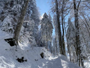 Obertoggenburg Alp Vadisi ve İsviçre Alpleri - Nesslau, İsviçre / Schweiz - üzerinde bahar kar yağışı sonrasında tipik bir kış atmosferindeki alp ağaçlarının resimli tepe örtüleri