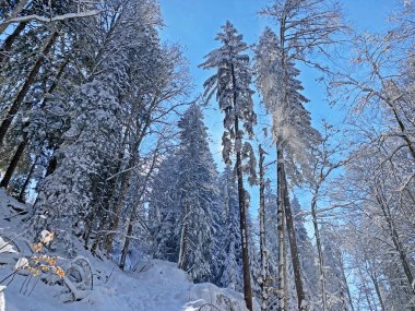 Obertoggenburg Alp Vadisi ve İsviçre Alpleri - Nesslau, İsviçre / Schweiz - üzerinde bahar kar yağışı sonrasında tipik bir kış atmosferindeki alp ağaçlarının resimli tepe örtüleri