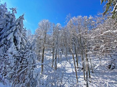 Obertoggenburg Alp Vadisi ve İsviçre Alpleri - Nesslau, İsviçre / Schweiz - üzerinde bahar kar yağışı sonrasında tipik bir kış atmosferindeki alp ağaçlarının resimli tepe örtüleri