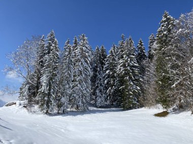Obertoggenburg Alp Vadisi ve İsviçre Alpleri - Nesslau, İsviçre / Schweiz - üzerinde bahar kar yağışı sonrasında tipik bir kış atmosferindeki alp ağaçlarının resimli tepe örtüleri