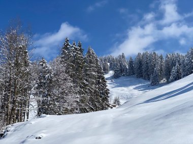 Obertoggenburg Alp Vadisi ve İsviçre Alpleri - Nesslau, İsviçre / Schweiz - üzerinde bahar kar yağışı sonrasında tipik bir kış atmosferindeki alp ağaçlarının resimli tepe örtüleri
