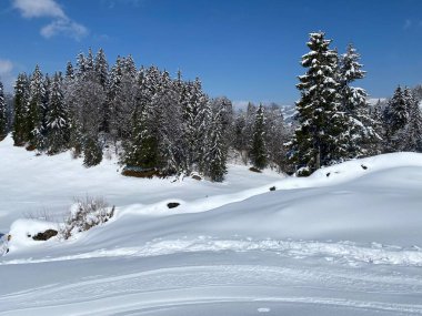 Obertoggenburg Alp Vadisi ve İsviçre Alpleri - Nesslau, İsviçre / Schweiz - üzerinde bahar kar yağışı sonrasında tipik bir kış atmosferindeki alp ağaçlarının resimli tepe örtüleri