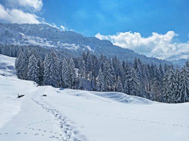 Obertoggenburg Alp Vadisi ve İsviçre Alpleri - Nesslau, İsviçre / Schweiz - üzerinde bahar kar yağışı sonrasında tipik bir kış atmosferindeki alp ağaçlarının resimli tepe örtüleri