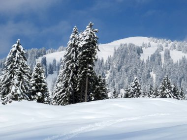 Obertoggenburg Alp Vadisi ve İsviçre Alpleri - Nesslau, İsviçre / Schweiz - üzerinde bahar kar yağışı sonrasında tipik bir kış atmosferindeki alp ağaçlarının resimli tepe örtüleri