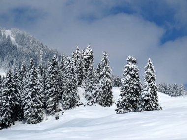 Obertoggenburg Alp Vadisi ve İsviçre Alpleri - Nesslau, İsviçre / Schweiz - üzerinde bahar kar yağışı sonrasında tipik bir kış atmosferindeki alp ağaçlarının resimli tepe örtüleri