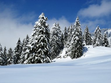 Obertoggenburg Alp Vadisi ve İsviçre Alpleri - Nesslau, İsviçre / Schweiz - üzerinde bahar kar yağışı sonrasında tipik bir kış atmosferindeki alp ağaçlarının resimli tepe örtüleri