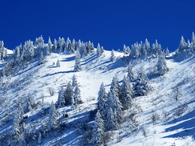 Obertoggenburg Alp Vadisi ve İsviçre Alpleri - Nesslau, İsviçre / Schweiz - üzerinde bahar kar yağışı sonrasında tipik bir kış atmosferindeki alp ağaçlarının resimli tepe örtüleri
