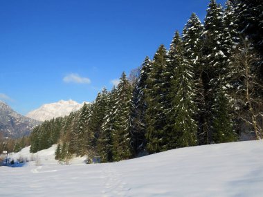 Obertoggenburg Alp Vadisi ve İsviçre Alpleri - Nesslau, İsviçre / Schweiz - üzerinde bahar kar yağışı sonrasında tipik bir kış atmosferindeki alp ağaçlarının resimli tepe örtüleri