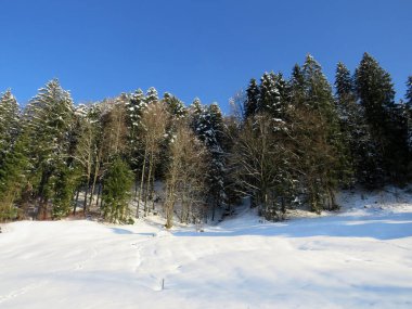 Obertoggenburg Alp Vadisi ve İsviçre Alpleri - Nesslau, İsviçre / Schweiz - üzerinde bahar kar yağışı sonrasında tipik bir kış atmosferindeki alp ağaçlarının resimli tepe örtüleri