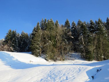 Obertoggenburg Alp Vadisi ve İsviçre Alpleri - Nesslau, İsviçre / Schweiz - üzerinde bahar kar yağışı sonrasında tipik bir kış atmosferindeki alp ağaçlarının resimli tepe örtüleri