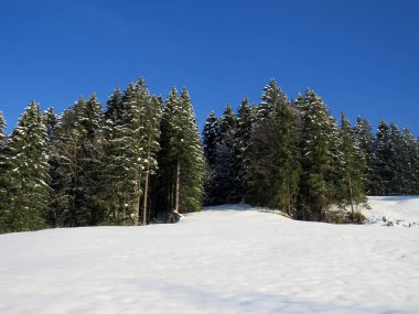 Obertoggenburg Alp Vadisi ve İsviçre Alpleri - Nesslau, İsviçre / Schweiz - üzerinde bahar kar yağışı sonrasında tipik bir kış atmosferindeki alp ağaçlarının resimli tepe örtüleri