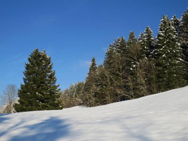 Obertoggenburg Alp Vadisi ve İsviçre Alpleri - Nesslau, İsviçre / Schweiz - üzerinde bahar kar yağışı sonrasında tipik bir kış atmosferindeki alp ağaçlarının resimli tepe örtüleri