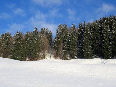 Obertoggenburg Alp Vadisi ve İsviçre Alpleri - Nesslau, İsviçre / Schweiz - üzerinde bahar kar yağışı sonrasında tipik bir kış atmosferindeki alp ağaçlarının resimli tepe örtüleri