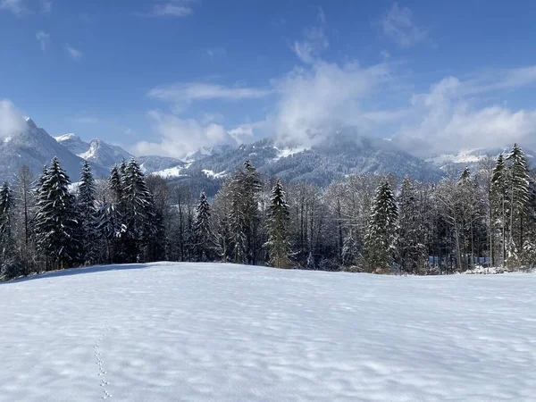 Canopies Pitorescos Árvores Alpinas Uma Atmosfera Típica Inverno Após Queda — Fotografia de Stock