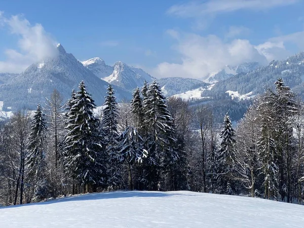 Pintorescas Copas Árboles Alpinos Ambiente Típico Invierno Después Nevada Primavera —  Fotos de Stock