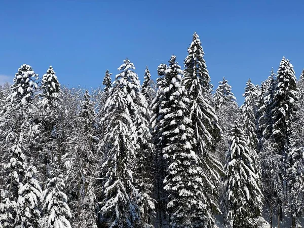 Obertoggenburg Alp Vadisi ve İsviçre Alpleri - Nesslau, İsviçre / Schweiz - üzerinde bahar kar yağışı sonrasında tipik bir kış atmosferindeki alp ağaçlarının resimli tepe örtüleri