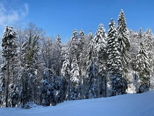 Obertoggenburg Alp Vadisi ve İsviçre Alpleri - Nesslau, İsviçre / Schweiz - üzerinde bahar kar yağışı sonrasında tipik bir kış atmosferindeki alp ağaçlarının resimli tepe örtüleri