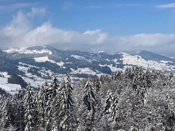 Obertoggenburg Alp Vadisi ve İsviçre Alpleri - Nesslau, İsviçre / Schweiz - üzerinde bahar kar yağışı sonrasında tipik bir kış atmosferindeki alp ağaçlarının resimli tepe örtüleri