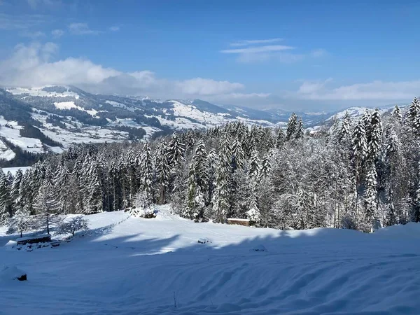 Obertoggenburg Alp Vadisi ve İsviçre Alpleri - Nesslau, İsviçre / Schweiz - üzerinde bahar kar yağışı sonrasında tipik bir kış atmosferindeki alp ağaçlarının resimli tepe örtüleri