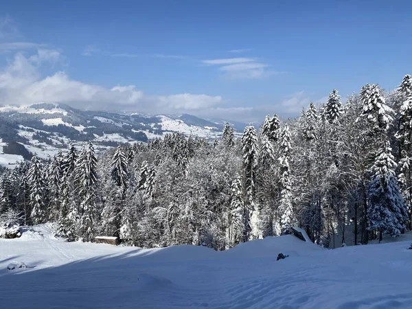 Obertoggenburg Alp Vadisi ve İsviçre Alpleri - Nesslau, İsviçre / Schweiz - üzerinde bahar kar yağışı sonrasında tipik bir kış atmosferindeki alp ağaçlarının resimli tepe örtüleri