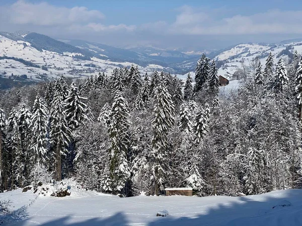 Obertoggenburg Alp Vadisi ve İsviçre Alpleri - Nesslau, İsviçre / Schweiz - üzerinde bahar kar yağışı sonrasında tipik bir kış atmosferindeki alp ağaçlarının resimli tepe örtüleri