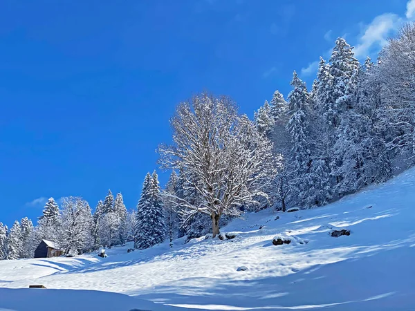 Obertoggenburg Alp Vadisi ve İsviçre Alpleri - Nesslau, İsviçre / Schweiz - üzerinde bahar kar yağışı sonrasında tipik bir kış atmosferindeki alp ağaçlarının resimli tepe örtüleri