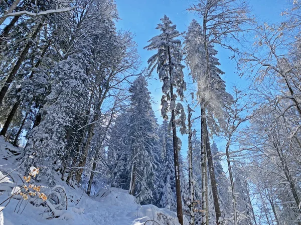 Obertoggenburg Alp Vadisi ve İsviçre Alpleri - Nesslau, İsviçre / Schweiz - üzerinde bahar kar yağışı sonrasında tipik bir kış atmosferindeki alp ağaçlarının resimli tepe örtüleri