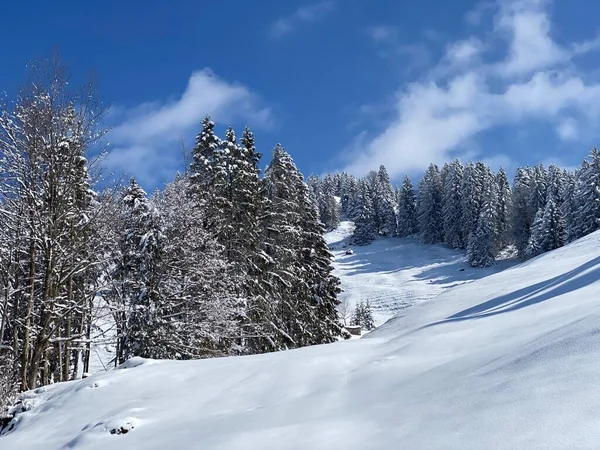 Obertoggenburg Alp Vadisi ve İsviçre Alpleri - Nesslau, İsviçre / Schweiz - üzerinde bahar kar yağışı sonrasında tipik bir kış atmosferindeki alp ağaçlarının resimli tepe örtüleri