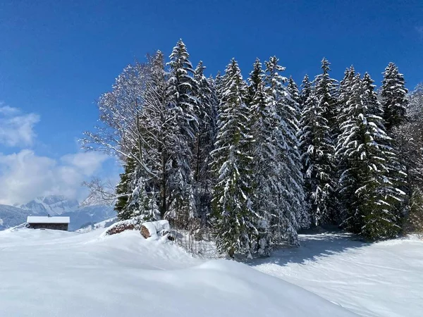 Pintorescas Copas Árboles Alpinos Ambiente Típico Invierno Después Nevada Primavera —  Fotos de Stock