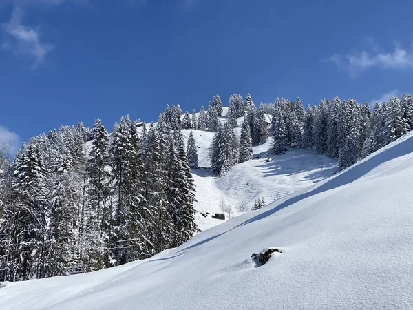 Obertoggenburg Alp Vadisi ve İsviçre Alpleri - Nesslau, İsviçre / Schweiz - üzerinde bahar kar yağışı sonrasında tipik bir kış atmosferindeki alp ağaçlarının resimli tepe örtüleri