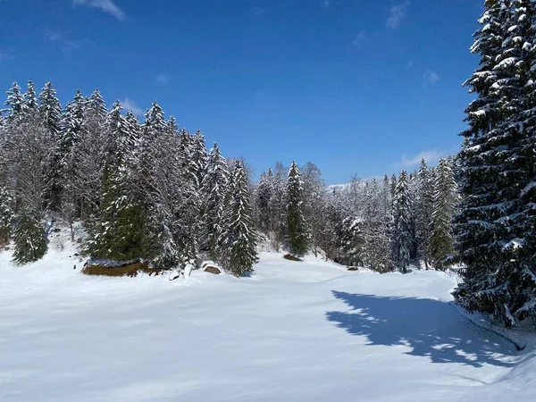 Canopées Pittoresques Arbres Alpins Dans Une Atmosphère Hivernale Typique Après — Photo