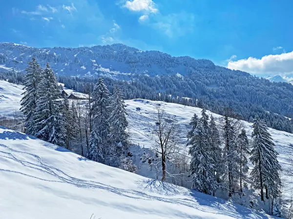 Obertoggenburg Alp Vadisi ve İsviçre Alpleri - Nesslau, İsviçre / Schweiz - üzerinde bahar kar yağışı sonrasında tipik bir kış atmosferindeki alp ağaçlarının resimli tepe örtüleri