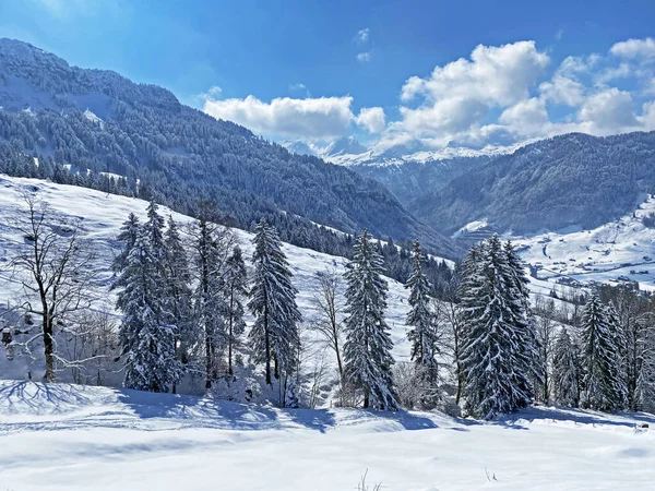 Obertoggenburg Alp Vadisi ve İsviçre Alpleri - Nesslau, İsviçre / Schweiz - üzerinde bahar kar yağışı sonrasında tipik bir kış atmosferindeki alp ağaçlarının resimli tepe örtüleri