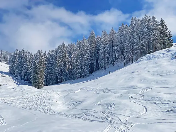 春季降雪之后 在典型的冬季气氛中 在奥伯托根堡高山谷地和瑞士的阿尔卑斯山区 瑞士内斯劳 施韦兹 高山树木的图案式遮阳篷 — 图库照片