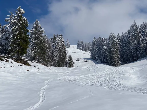 Obertoggenburg Alp Vadisi ve İsviçre Alpleri - Nesslau, İsviçre / Schweiz - üzerinde bahar kar yağışı sonrasında tipik bir kış atmosferindeki alp ağaçlarının resimli tepe örtüleri