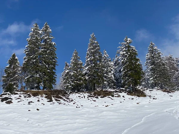 Malerische Baumkronen Typischer Winteratmosphäre Nach Dem Frühjahrsschnee Über Dem Obertoggenburg — Stockfoto