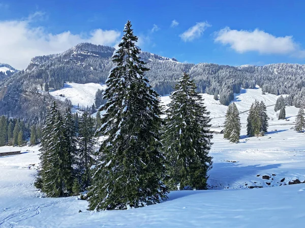Obertoggenburg Alp Vadisi ve İsviçre Alpleri - Nesslau, İsviçre / Schweiz - üzerinde bahar kar yağışı sonrasında tipik bir kış atmosferindeki alp ağaçlarının resimli tepe örtüleri