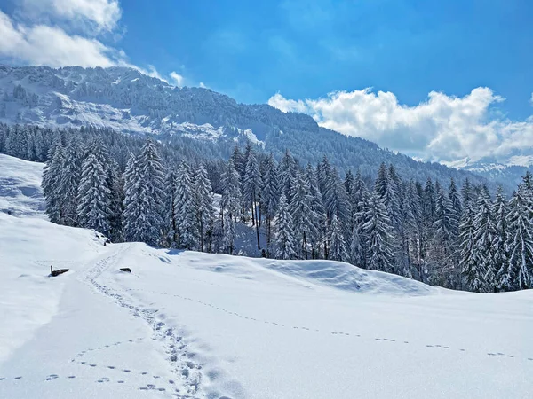 Obertoggenburg Alp Vadisi ve İsviçre Alpleri - Nesslau, İsviçre / Schweiz - üzerinde bahar kar yağışı sonrasında tipik bir kış atmosferindeki alp ağaçlarının resimli tepe örtüleri