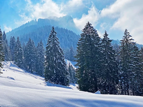 Obertoggenburg Alp Vadisi ve İsviçre Alpleri - Nesslau, İsviçre / Schweiz - üzerinde bahar kar yağışı sonrasında tipik bir kış atmosferindeki alp ağaçlarının resimli tepe örtüleri