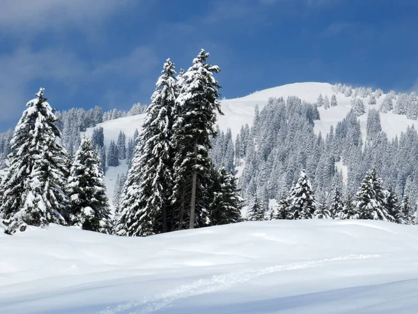 Malerische Baumkronen Typischer Winteratmosphäre Nach Dem Frühjahrsschnee Über Dem Obertoggenburg — Stockfoto