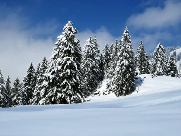 Malerische Baumkronen Typischer Winteratmosphäre Nach Dem Frühjahrsschnee Über Dem Obertoggenburg — Stockfoto