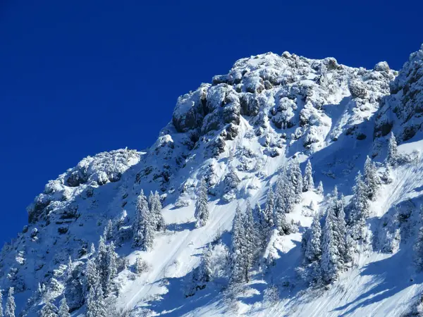 Obertoggenburg Alp Vadisi ve İsviçre Alpleri - Nesslau, İsviçre / Schweiz - üzerinde bahar kar yağışı sonrasında tipik bir kış atmosferindeki alp ağaçlarının resimli tepe örtüleri