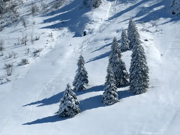 Canopies Pitorescos Árvores Alpinas Uma Atmosfera Típica Inverno Após Queda — Fotografia de Stock