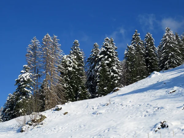 春季降雪之后 在典型的冬季气氛中 在奥伯托根堡高山谷地和瑞士的阿尔卑斯山区 瑞士内斯劳 施韦兹 高山树木的图案式遮阳篷 — 图库照片