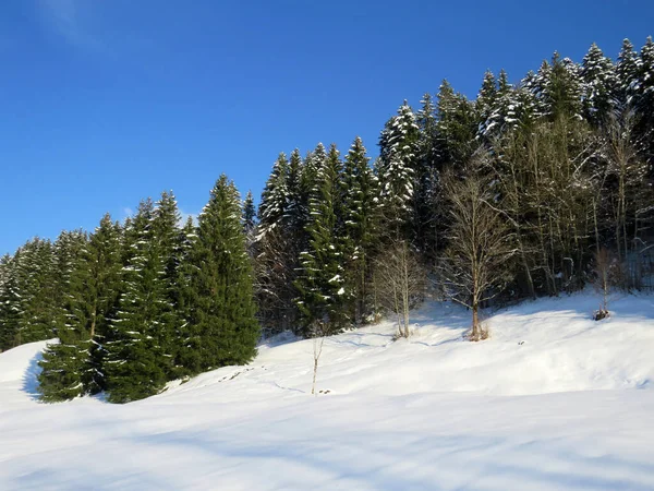 Obertoggenburg Alp Vadisi ve İsviçre Alpleri - Nesslau, İsviçre / Schweiz - üzerinde bahar kar yağışı sonrasında tipik bir kış atmosferindeki alp ağaçlarının resimli tepe örtüleri