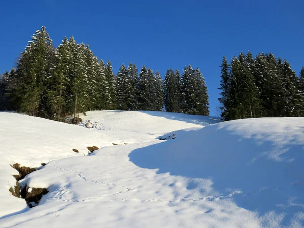 典型的な冬の雰囲気の中で高山の木の絵の天蓋オーバートッゲンブルク高山渓谷とスイスアルプスの上の春の雪の後 ネスラウ スイス スイス — ストック写真
