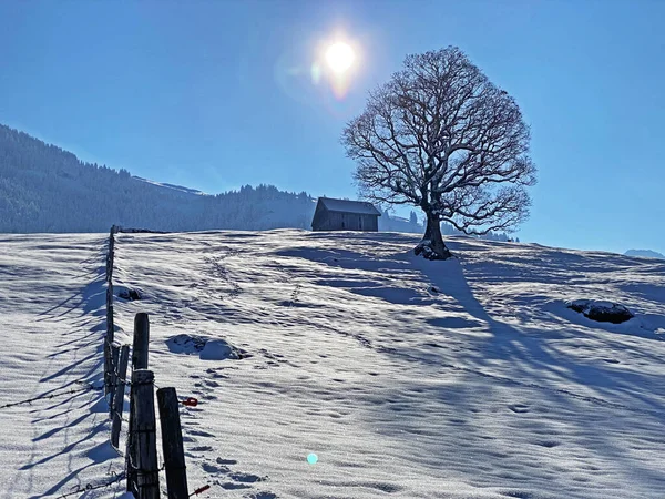 Obertoggenburg Bölgesi, Nesslau - İsviçre / Schweiz 'deki Churfirsten Dağları' nın karlı yamaçlarında güneş ışığı ve gölgenin büyülü bir oyunu.