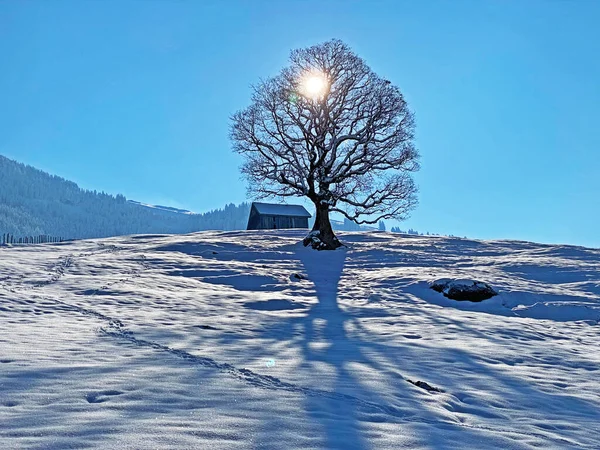 Obertoggenburg Bölgesi, Nesslau - İsviçre / Schweiz 'deki Churfirsten Dağları' nın karlı yamaçlarında güneş ışığı ve gölgenin büyülü bir oyunu.